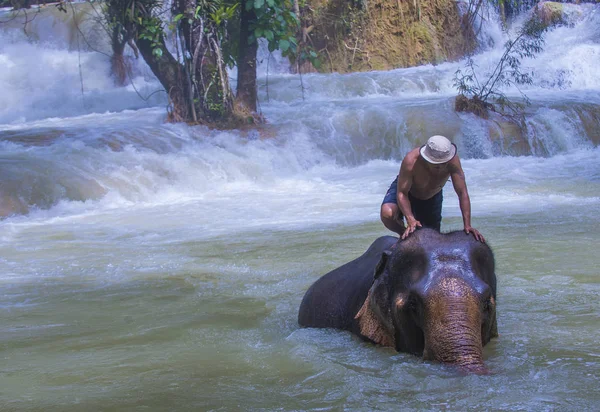 Luang Prabang, Laos - Ağustos 13: Fil banyo Luang Prabang Laos yakınındaki bir fil kampında üzerinde 13 Ağustos 2018. Fil Laos ulusal hayvan olarak kabul edilir