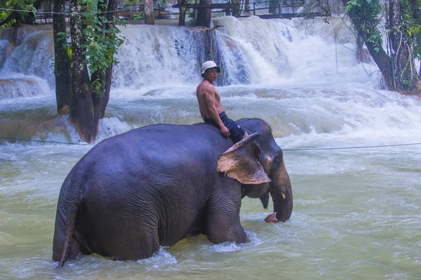 Luang Prabang Laos Août Baignade Éléphants Dans Camp Éléphants Près — Photo