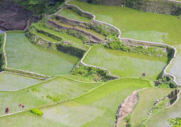 Vista Dos Campos Terraços Arroz Banaue Filipinas Terraços Arroz Banaue — Fotografia de Stock