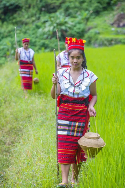 Banaue Φιλιππίνες Μαϊ Γυναίκες Από Ifugao Μειονότητα Κοντά Ένα Ρύζι — Φωτογραφία Αρχείου