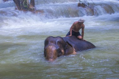 Luang Prabang, Laos - Ağustos 13: Fil banyo Luang Prabang Laos yakınındaki bir fil kampında üzerinde 13 Ağustos 2018. Fil Laos ulusal hayvan olarak kabul edilir