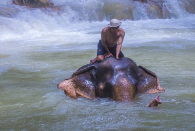 Luang Prabang, Laos - Ağustos 13: Fil banyo Luang Prabang Laos yakınındaki bir fil kampında üzerinde 13 Ağustos 2018. Fil Laos ulusal hayvan olarak kabul edilir