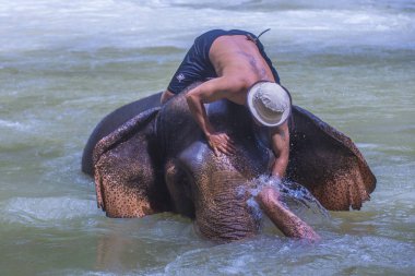 Luang Prabang, Laos - Ağustos 13: Fil banyo Luang Prabang Laos yakınındaki bir fil kampında üzerinde 13 Ağustos 2018. Fil Laos ulusal hayvan olarak kabul edilir
