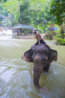 Luang Prabang, Laos - Ağustos 13: Fil banyo Luang Prabang Laos yakınındaki bir fil kampında üzerinde 13 Ağustos 2018. Fil Laos ulusal hayvan olarak kabul edilir