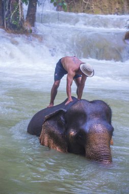 Luang Prabang, Laos - Ağustos 13: Fil banyo Luang Prabang Laos yakınındaki bir fil kampında üzerinde 13 Ağustos 2018. Fil Laos ulusal hayvan olarak kabul edilir