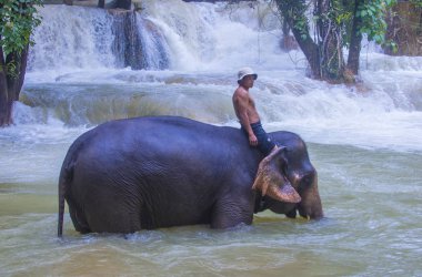 Luang Prabang, Laos - Ağustos 13: Fil banyo Luang Prabang Laos yakınındaki bir fil kampında üzerinde 13 Ağustos 2018. Fil Laos ulusal hayvan olarak kabul edilir