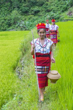 Banaue, Filipinler - Mayıs 02: Azınlık Ifugao pirinç terasları Banaue Türkiye üzerinde 02 Mayıs 2018 yılında yakınındaki kadınlar. Kuzey Filipinler dağların çoğunlukla canlı Ifugao azınlık
