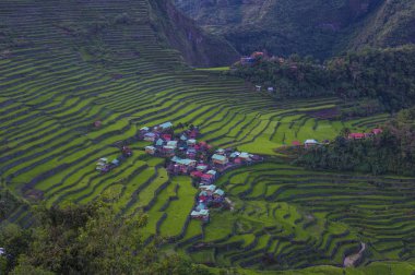 Pirinç terasları alanları Banaue, Filipinler görünümünü. Banaue rice terraces 1995 yılından bu yana UNESCO Dünya Miras listesi vardır