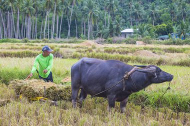 Marinduque, Filipinler - 31 Mart: üzerinde 31 Mart 2018 Marinduque adası Filipinler pirinç alanında çalışan Filipino çiftçi 