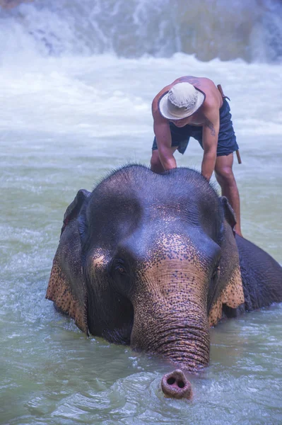 Luang Prabang Laos Ago Baño Elefantes Campamento Elefantes Cerca Luang — Foto de Stock