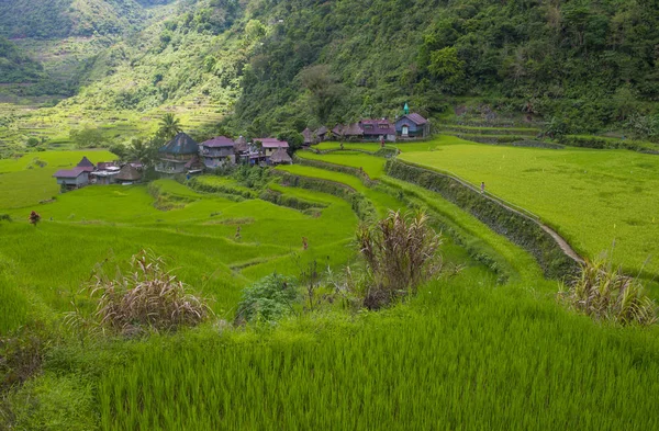 Blick Auf Reisterrassen Felder Banaue Philippinen Die Reisterrassen Der Banaue — Stockfoto