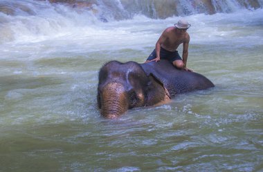 Luang Prabang, Laos - Ağustos 13: Fil banyo Luang Prabang Laos yakınındaki bir fil kampında üzerinde 13 Ağustos 2018. Fil Laos ulusal hayvan olarak kabul edilir