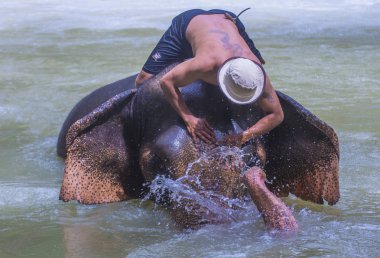 Luang Prabang, Laos - Ağustos 13: Fil banyo Luang Prabang Laos yakınındaki bir fil kampında üzerinde 13 Ağustos 2018. Fil Laos ulusal hayvan olarak kabul edilir