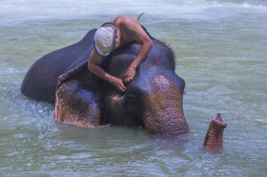 Luang Prabang, Laos - Ağustos 13: Fil banyo Luang Prabang Laos yakınındaki bir fil kampında üzerinde 13 Ağustos 2018. Fil Laos ulusal hayvan olarak kabul edilir