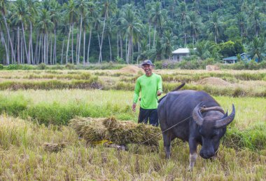 Marinduque, Filipinler - 31 Mart: üzerinde 31 Mart 2018 Marinduque adası Filipinler pirinç alanında çalışan Filipino çiftçi 