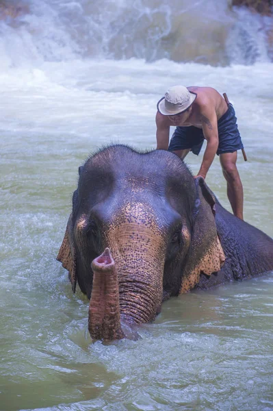 Luang Prabang Laos Ago Baño Elefantes Campamento Elefantes Cerca Luang — Foto de Stock