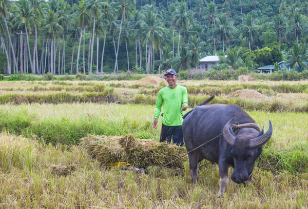 Marinduque Filippijnen Maart Tagalog Boer Werken Bij Een Rijst Veld — Stockfoto