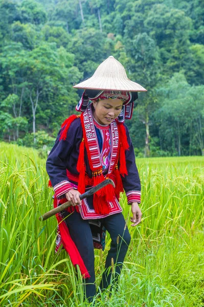 Giang Vietnam Sep Frau Der Roten Dao Minorität Einem Dorf — Stockfoto