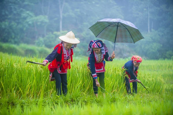 Giang Vietnam Sep Frauen Der Roten Dao Minderheit Einem Dorf — Stockfoto