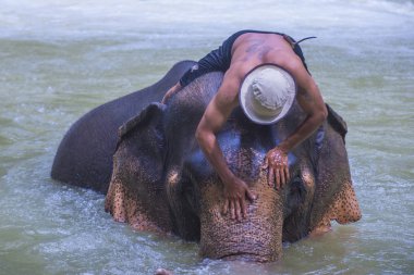 Luang Prabang, Laos - Ağustos 13: Fil banyo Luang Prabang Laos yakınındaki bir fil kampında üzerinde 13 Ağustos 2018. Fil Laos ulusal hayvan olarak kabul edilir