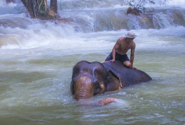 Luang Prabang, Laos - Ağustos 13: Fil banyo Luang Prabang Laos yakınındaki bir fil kampında üzerinde 13 Ağustos 2018. Fil Laos ulusal hayvan olarak kabul edilir