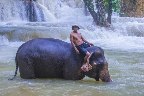 Luang Prabang, Laos - Ağustos 13: Fil banyo Luang Prabang Laos yakınındaki bir fil kampında üzerinde 13 Ağustos 2018. Fil Laos ulusal hayvan olarak kabul edilir