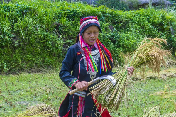 Ha Giang, Vietnam - Ekim 14: Kırmızı Dao azınlık Ha Giang Vietnam üzerinde 14 Eylül 2018 yakınlarındaki bir kasabada'kadın. Kırmızı Dao Vietnam 54 etnik gruplarından biridir