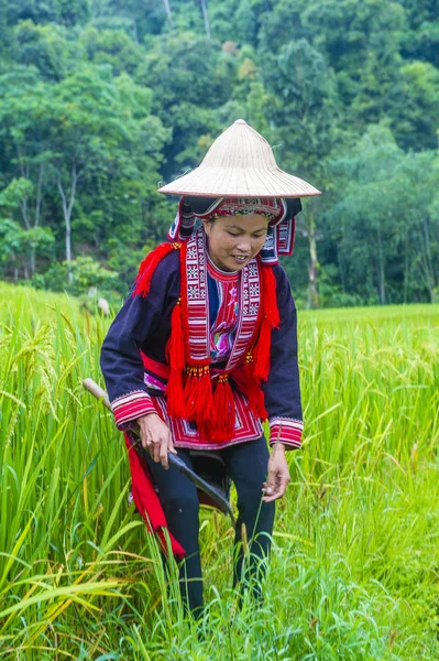 Giang Vietnam Sep Mujer Minoría Red Dao Pueblo Cerca Giang — Foto de Stock