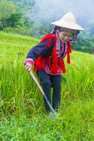 Гиан Вьетнам Сентября 2018 Года Женщина Меньшинства Красного Дао Деревне — стоковое фото