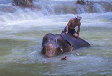 Luang Prabang, Laos - Ağustos 13: Fil banyo Luang Prabang Laos yakınındaki bir fil kampında üzerinde 13 Ağustos 2018. Fil Laos ulusal hayvan olarak kabul edilir