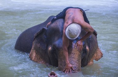 Luang Prabang, Laos - Ağustos 13: Fil banyo Luang Prabang Laos yakınındaki bir fil kampında üzerinde 13 Ağustos 2018. Fil Laos ulusal hayvan olarak kabul edilir