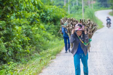 Luang Prabang, Laos - Ağustos 14: Laos çiftçi Luang Prabang Laos üzerinde 14 Ağustos 2018 yakınındaki countrside. Laos hayatımızda köylerde nüfusun neredeyse yüzde 70'i 