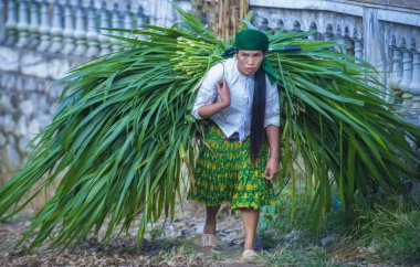 Ha Giang, Vietnam - 15 Eylül: Vietnam çiftçi Ha Giang Vietnam üzerinde 15 Eylül 2018 yakınındaki bir countrside. kırsal köylerde yaşayan Vietnam nüfusunun neredeyse yüzde 80'i