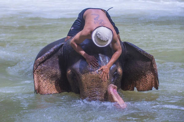 Luang Prabang, Laos - Ağustos 13: Fil banyo Luang Prabang Laos yakınındaki bir fil kampında üzerinde 13 Ağustos 2018. Fil Laos ulusal hayvan olarak kabul edilir