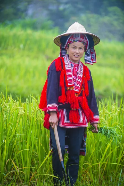 Гиан Вьетнам Сентября 2018 Года Женщина Меньшинства Красного Дао Деревне — стоковое фото