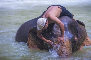 Luang Prabang, Laos - Ağustos 13: Fil banyo Luang Prabang Laos yakınındaki bir fil kampında üzerinde 13 Ağustos 2018. Fil Laos ulusal hayvan olarak kabul edilir