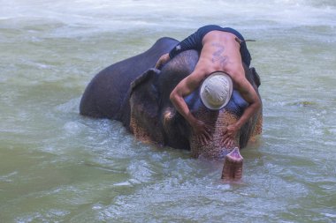 Luang Prabang, Laos - Ağustos 13: Fil banyo Luang Prabang Laos yakınındaki bir fil kampında üzerinde 13 Ağustos 2018. Fil Laos ulusal hayvan olarak kabul edilir