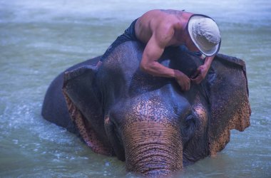 Luang Prabang, Laos - Ağustos 13: Fil banyo Luang Prabang Laos yakınındaki bir fil kampında üzerinde 13 Ağustos 2018. Fil Laos ulusal hayvan olarak kabul edilir