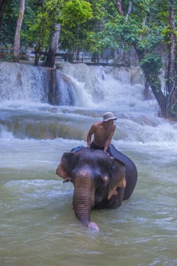 Luang Prabang, Laos - Ağustos 13: Fil banyo Luang Prabang Laos yakınındaki bir fil kampında üzerinde 13 Ağustos 2018. Fil Laos ulusal hayvan olarak kabul edilir