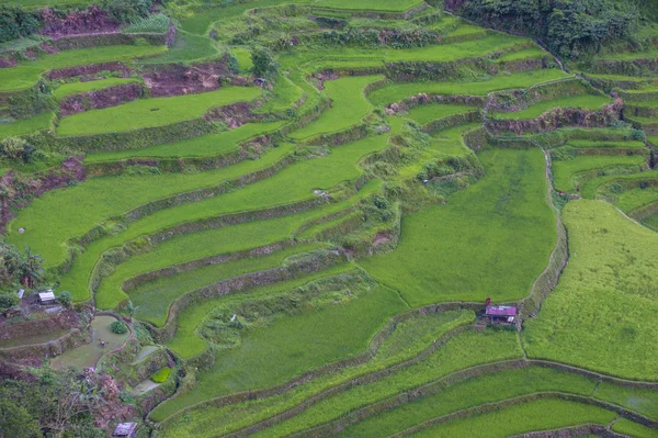 Vista Dos Campos Terraços Arroz Banaue Filipinas Terraços Arroz Banaue — Fotografia de Stock