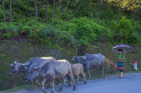 Giang Vietnam Sep Vietnamese Boer Countrside Buurt Van Giang Vietnam — Stockfoto