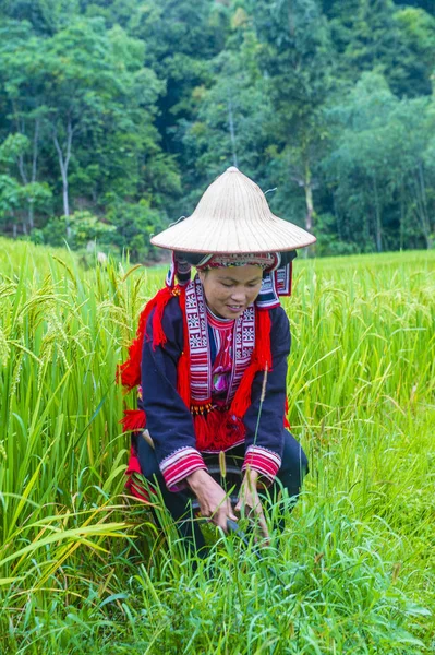 Giang Vietnam Sep Mulher Minoria Red Dao Uma Aldeia Perto — Fotografia de Stock