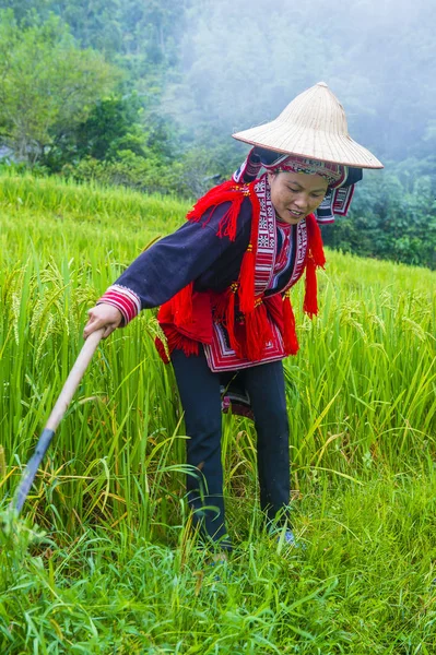 Giang Єтнам Вересня Жінка Червоного Dao Меншини Селі Поблизу Giang — стокове фото