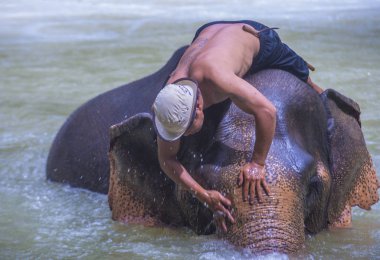 Luang Prabang, Laos - Ağustos 13: Fil banyo Luang Prabang Laos yakınındaki bir fil kampında üzerinde 13 Ağustos 2018. Fil Laos ulusal hayvan olarak kabul edilir