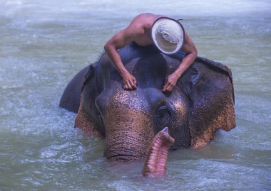 Luang Prabang, Laos - Ağustos 13: Fil banyo Luang Prabang Laos yakınındaki bir fil kampında üzerinde 13 Ağustos 2018. Fil Laos ulusal hayvan olarak kabul edilir