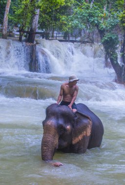 Luang Prabang, Laos - Ağustos 13: Fil banyo Luang Prabang Laos yakınındaki bir fil kampında üzerinde 13 Ağustos 2018. Fil Laos ulusal hayvan olarak kabul edilir