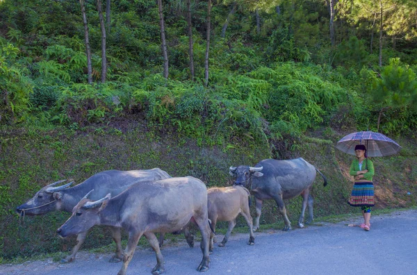 2018 日ベトナム ハザン近く Countrside Giang ベトナム Sep ベトナム農民 田舎の村に住んでいるベトナムの人口の約 — ストック写真