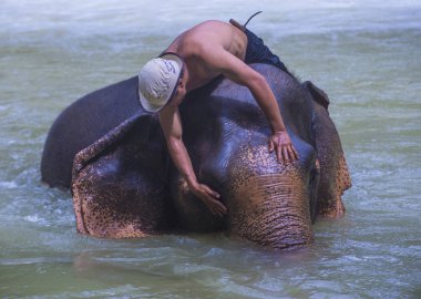 Luang Prabang, Laos - Ağustos 13: Fil banyo Luang Prabang Laos yakınındaki bir fil kampında üzerinde 13 Ağustos 2018. Fil Laos ulusal hayvan olarak kabul edilir
