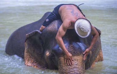 Luang Prabang, Laos - Ağustos 13: Fil banyo Luang Prabang Laos yakınındaki bir fil kampında üzerinde 13 Ağustos 2018. Fil Laos ulusal hayvan olarak kabul edilir