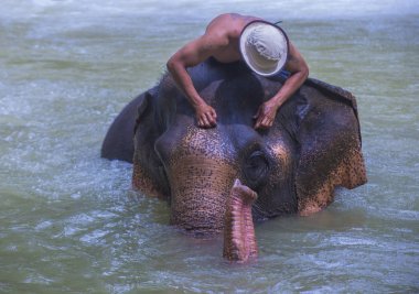 Luang Prabang, Laos - Ağustos 13: Fil banyo Luang Prabang Laos yakınındaki bir fil kampında üzerinde 13 Ağustos 2018. Fil Laos ulusal hayvan olarak kabul edilir